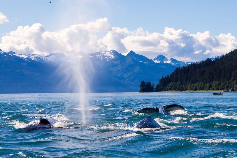 Alaska & North Pacific Crossing