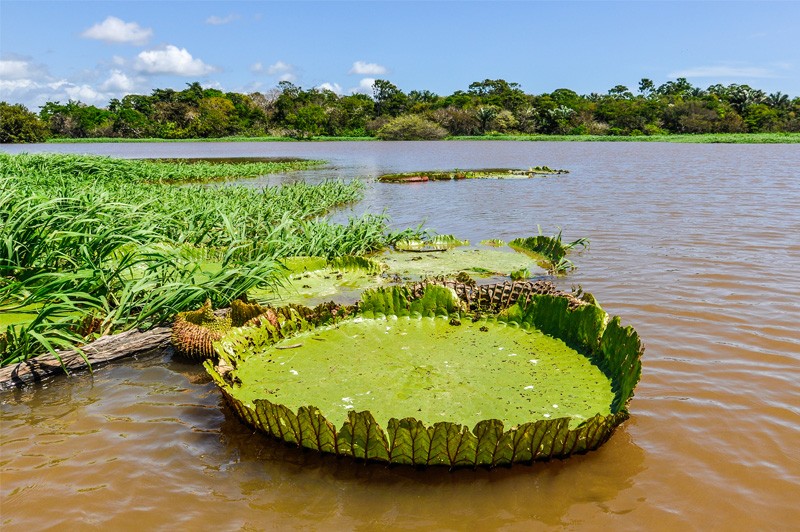L'Amazonie Douce et le Rio Tapajos - Croisière envoutante et intimiste vers les plus belles plages de l'Amazone - Rio, vibrante et éternelle, et séjour d'exception aux chutes d'Iguaçu